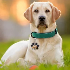 pendentif sublimation pour animaux de compagnie ( chien )